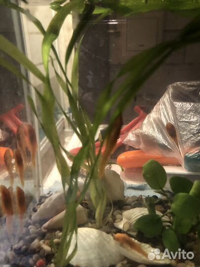 Сомики анцитрусы