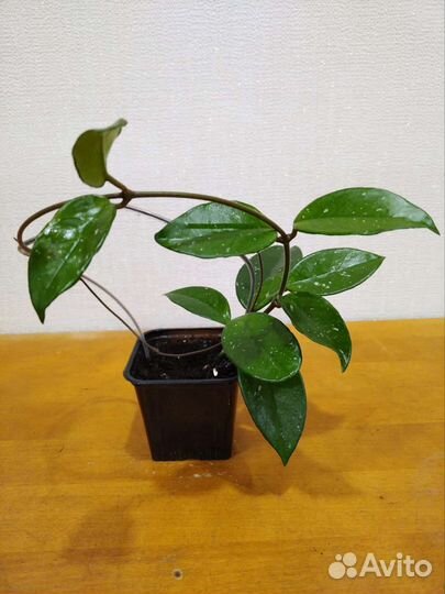 Хойя восковой плющ