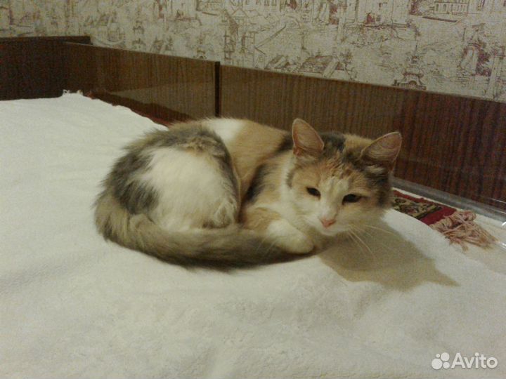 Красивая кошка светлого смешанного окраса