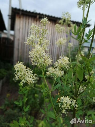 Многолетники для сада