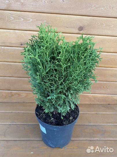 Туя западная Хозери