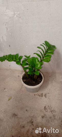 Замиокулькас зензи, карликовый