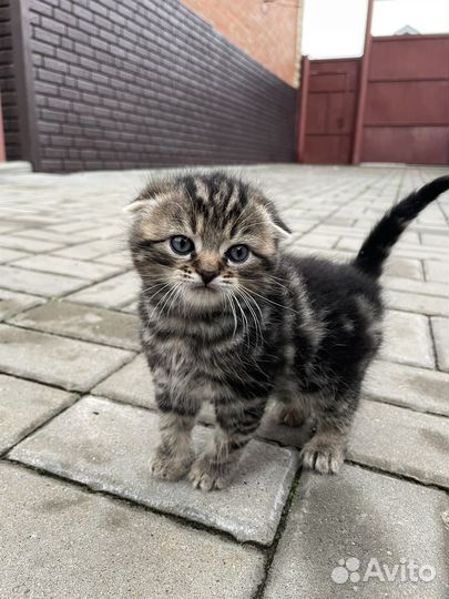 Шотландский вислоухий котенок