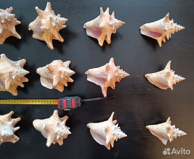 Морские ракушки раковины