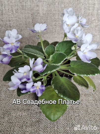 Сортовые фиалки