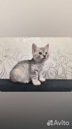 Котенок девочка от вислоухой кошки. 1.5 месяца