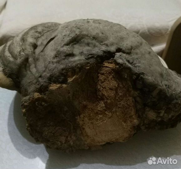 Гриб Трутовик продам