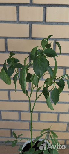 Перец острый, лавр