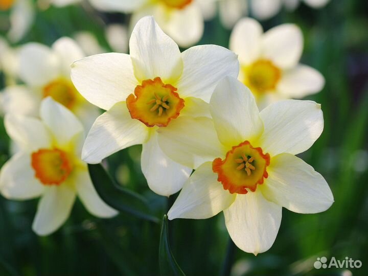 Нарциссы, ирис