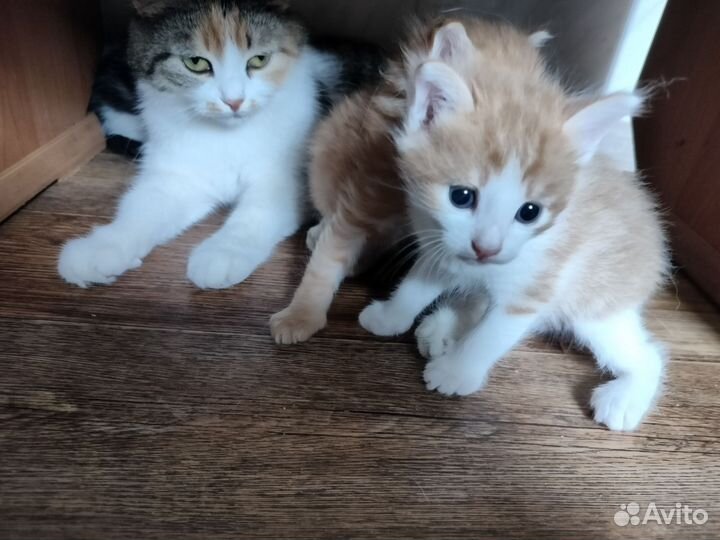 Котята в добрые руки