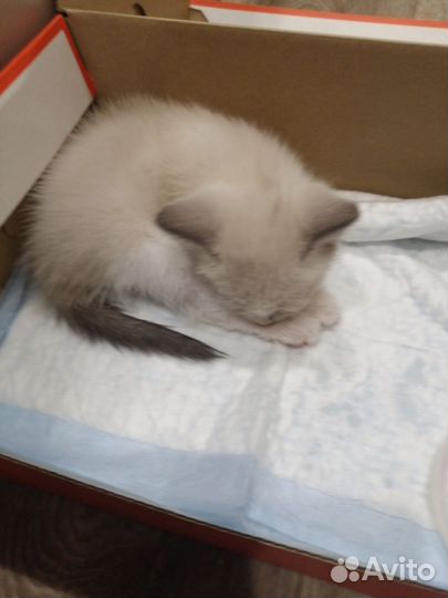 Кошка в дар бесплатно