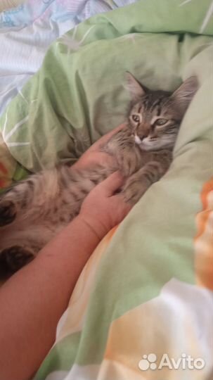 Ласковый котенок в добрые руки