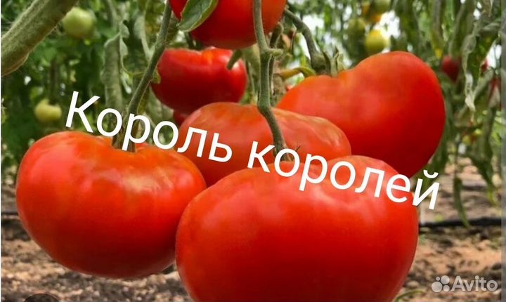 Семена сортовых томатов