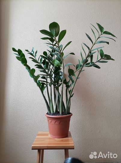 Замиокулькас