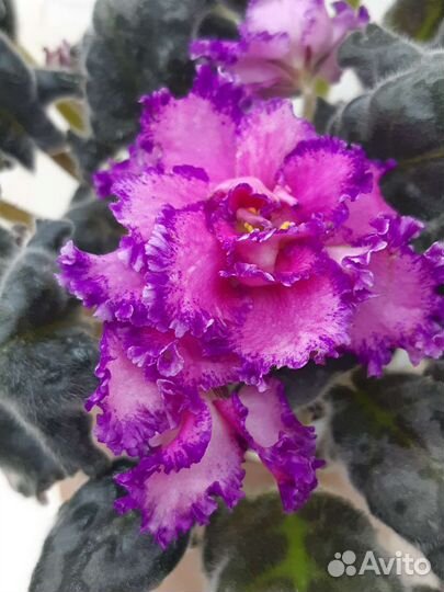 Фиалка детки почтой набор