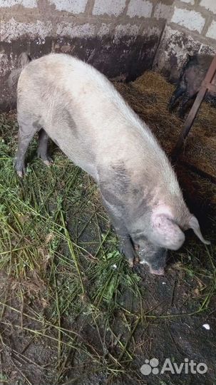 Услуги хряка