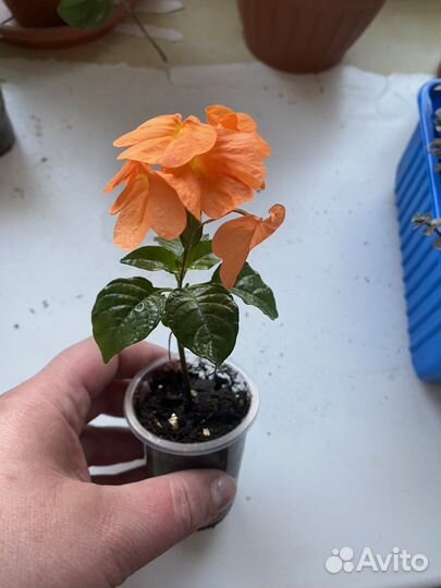 Гибискус,красандра и пеларгония