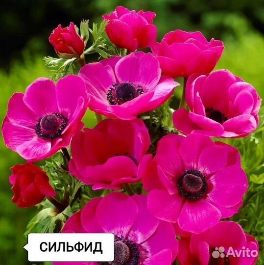 Анемоны разных сортов,неринэ,полиантес