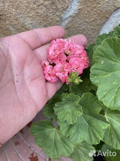 Пеларгония герань