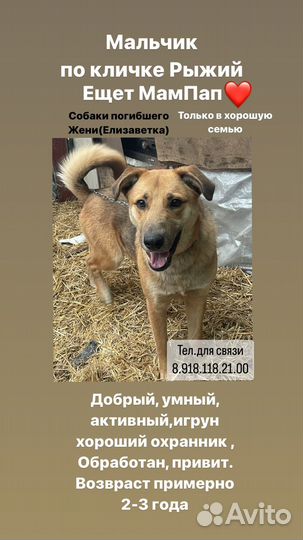 Пристраиваются собаки