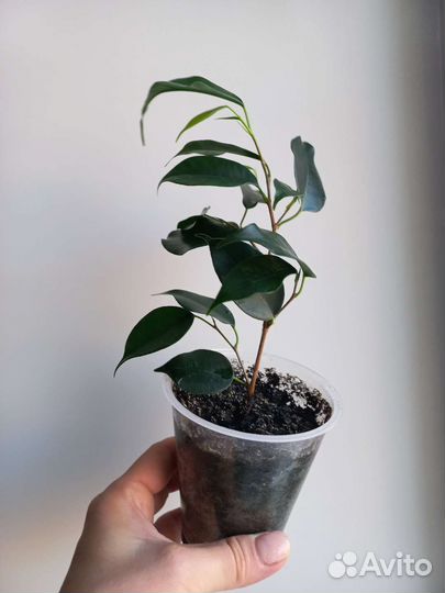 Фикус Бенджамина Даниель