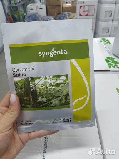 Семена огурец Спино 500с Сингента