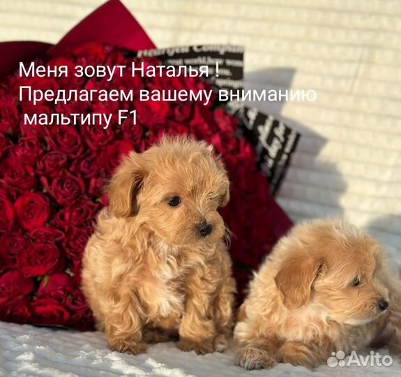 Мальтипу F1 мимишки девчонки и мальчишки