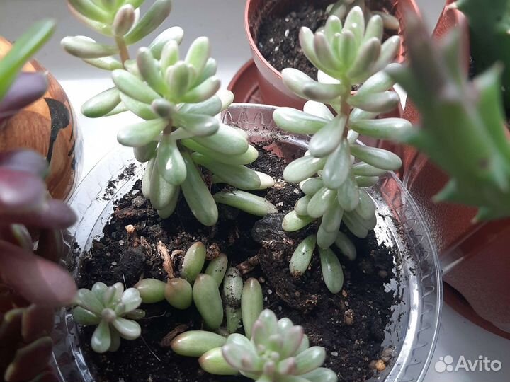 Суккуленты