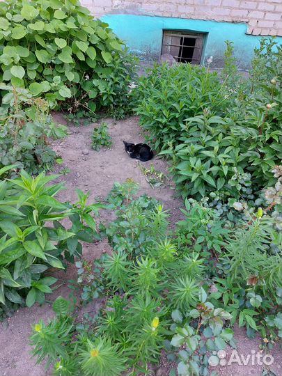 Котёнку нужен дом