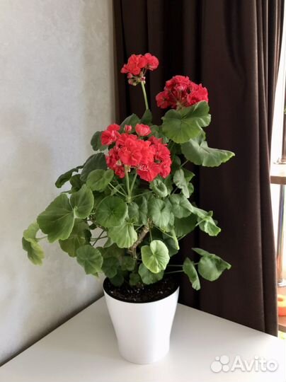 Пеларгония герань