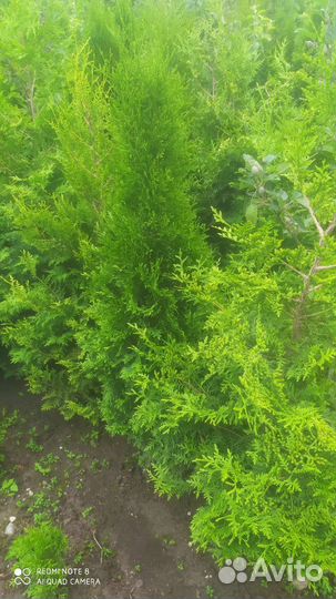 Растение туи