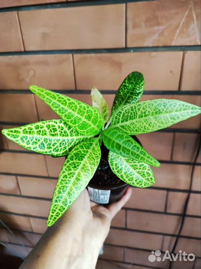 Псевдоэрантенумы