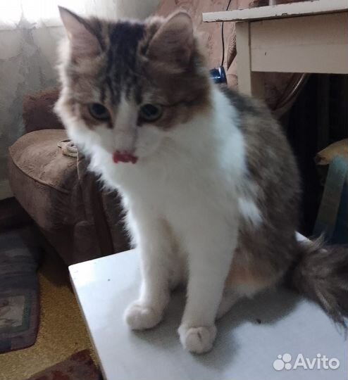 Кот