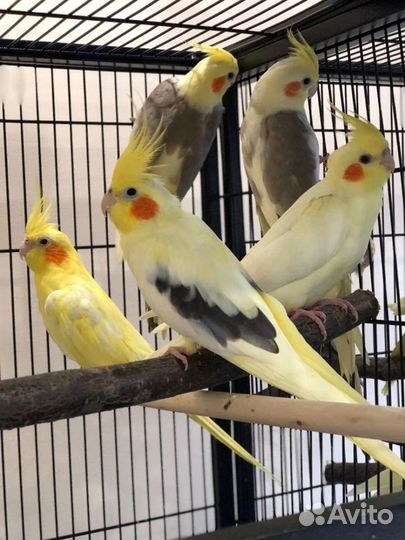 Попугай корелла