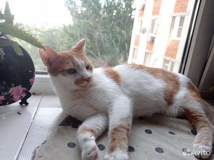 Милый котик