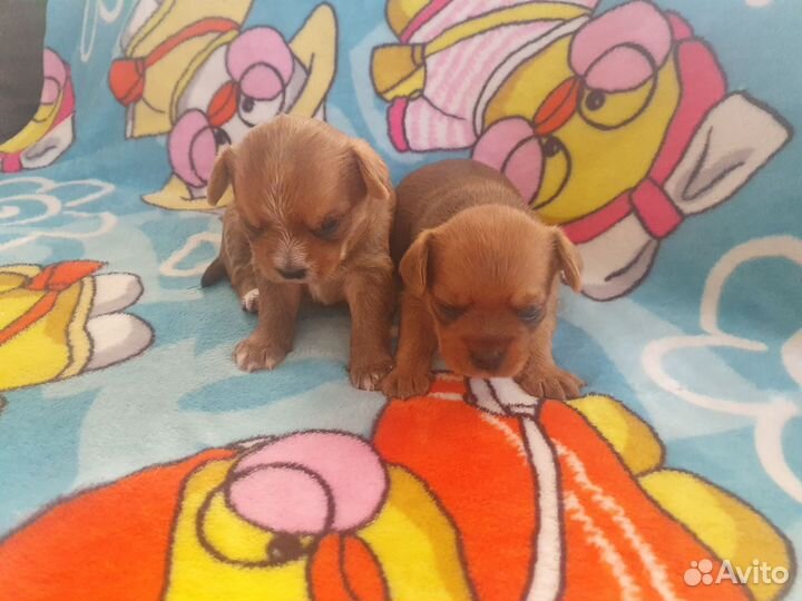 Маленькая собака