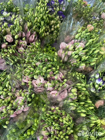 Лизиантус оптом и в розницу