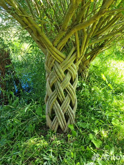 Саженцы плетеной ивы