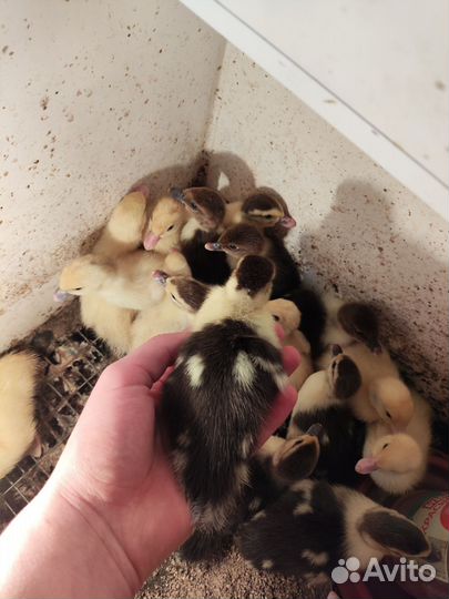 Индоутята, гусята