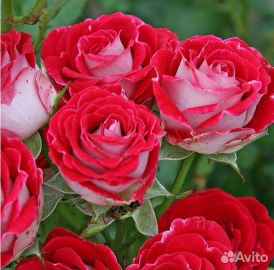 Розы 3летки
