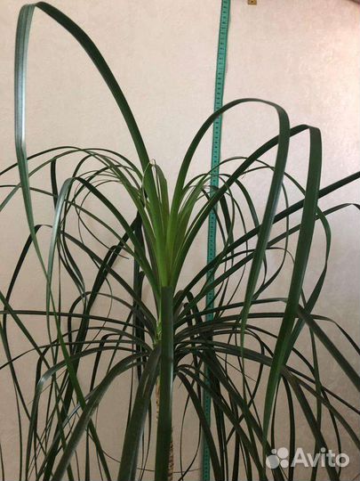 Нолина (бокарнея)