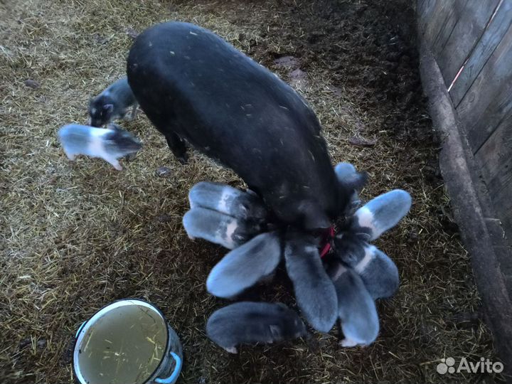 Вьетнамские вислобрюхие поросята