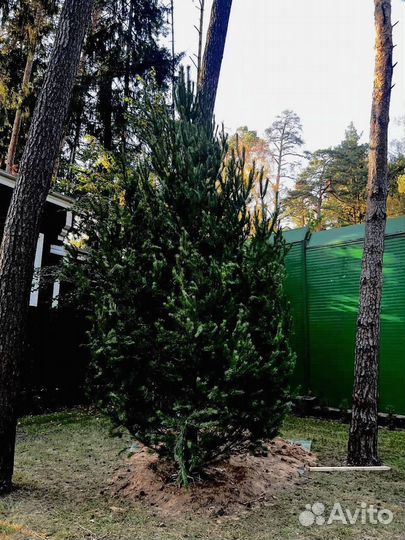 Ель из питомника 3.85 метра