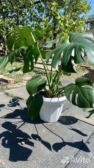 Монстера деликатесная