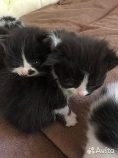 Сибирские котята