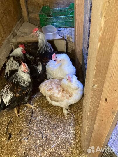 Куры петухи