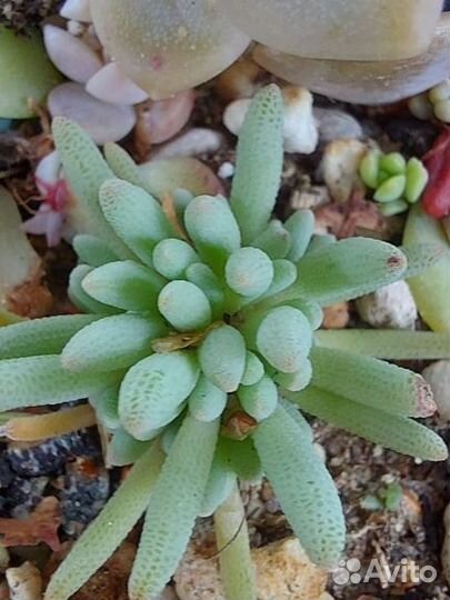 Суккуленты