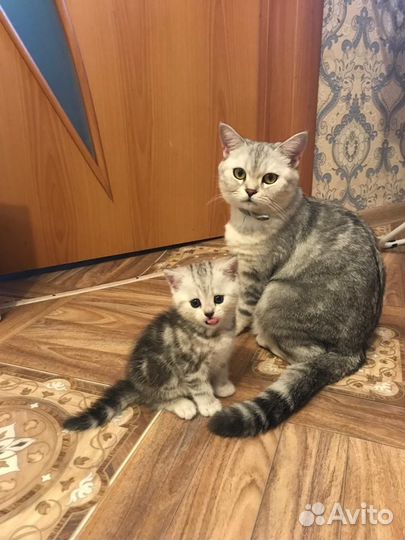 Котёнок британской породы - Серебристая шиншилла