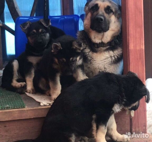 Щенки восточно-европейской овчарки