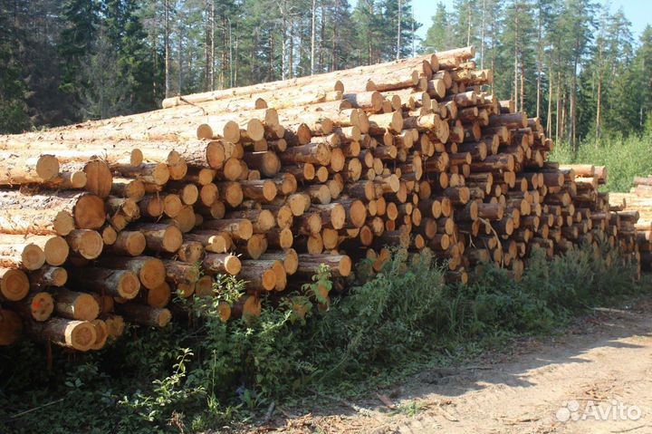 Пиловочник